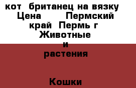 кот- британец на вязку › Цена ­ 1 - Пермский край, Пермь г. Животные и растения » Кошки   